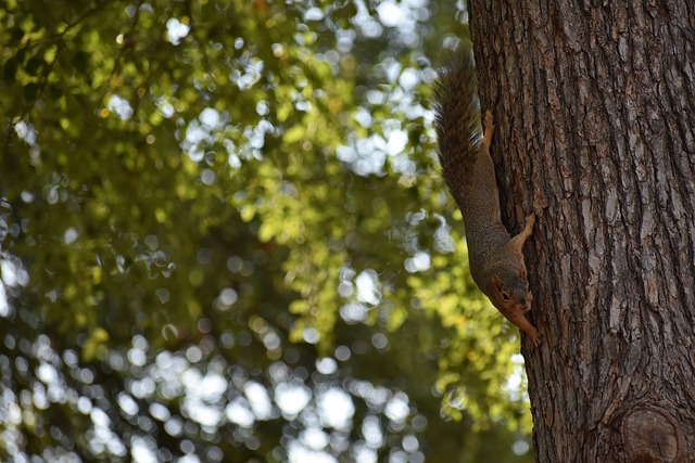 回顾巴埃斯 回顾巴埃斯