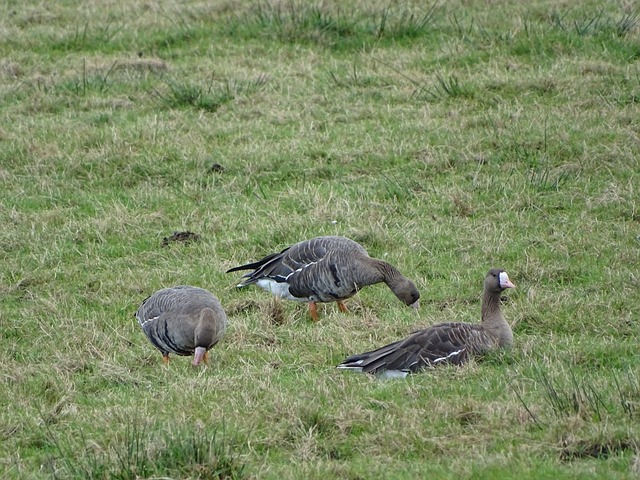 萨坚持培养 萨坚持培养